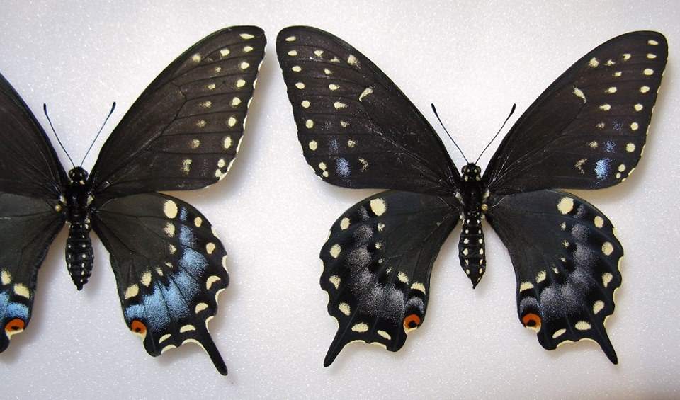 Papilio polyxenes female (collection, aberrant right, eastern Quebec, Canada) (Internet Image property of respective owner, non-commercial use only)